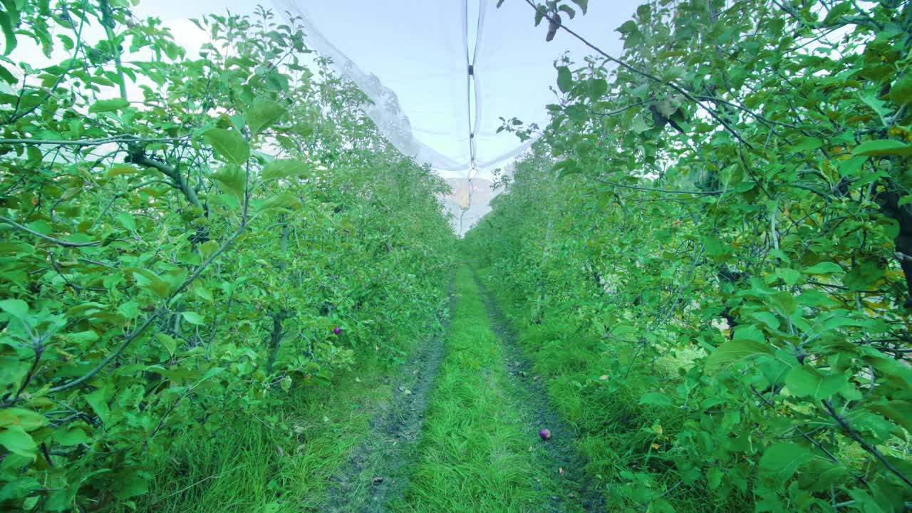 种植园内一排排苹果树之间的小路视频素材