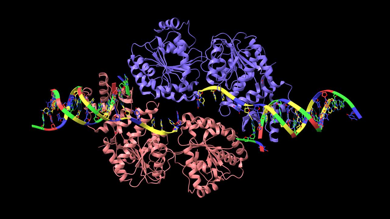 人recq样解旋酶与DNA复合物的结构视频素材