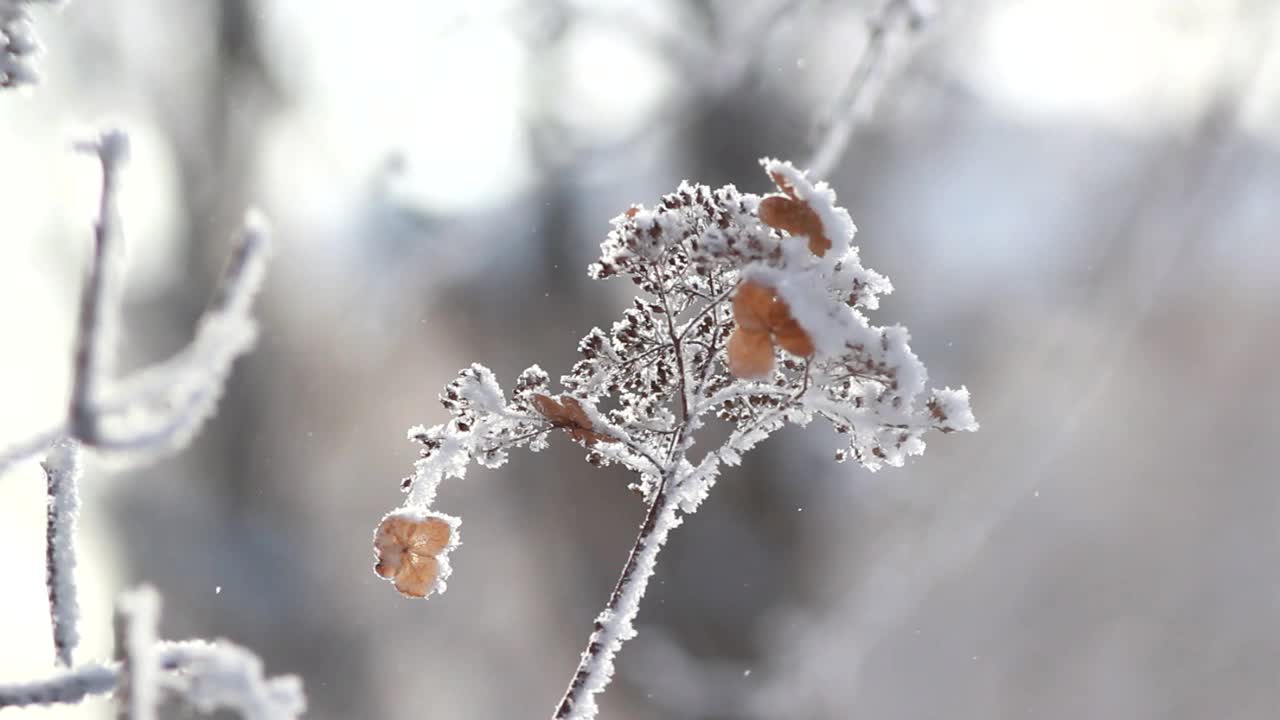 冬季景观一个被白雪覆盖的公园，美丽的树木，覆盖着白霜。视频素材