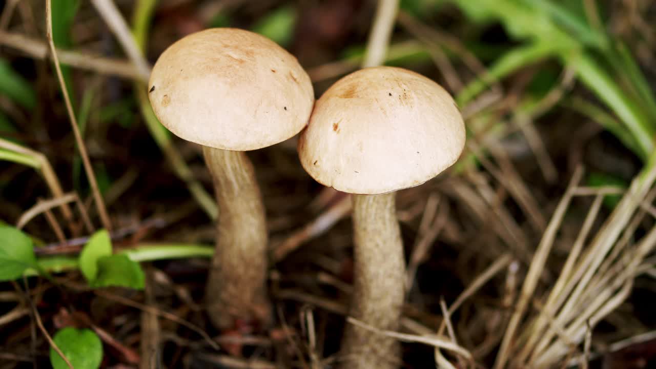 白桦，是白桦科的一种食用菌。近蘑菇在森林与自然绿色背景视频素材