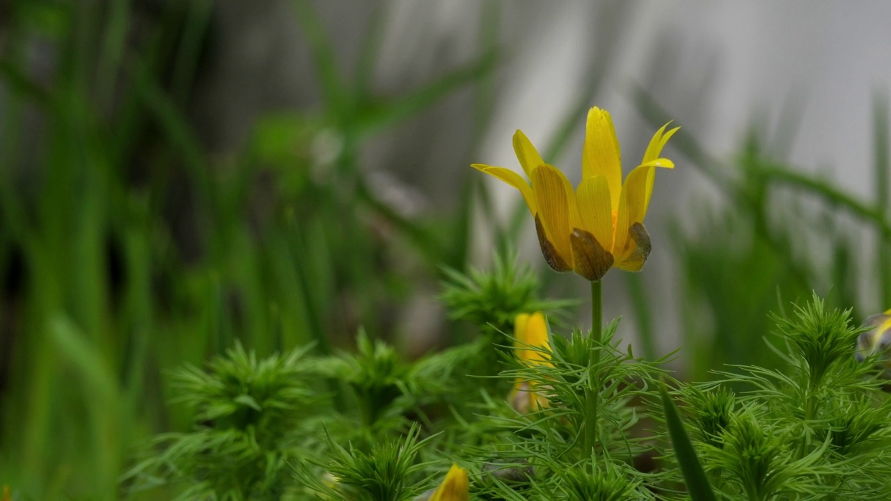 森林里黄色的百合花在风中摇曳。视频素材