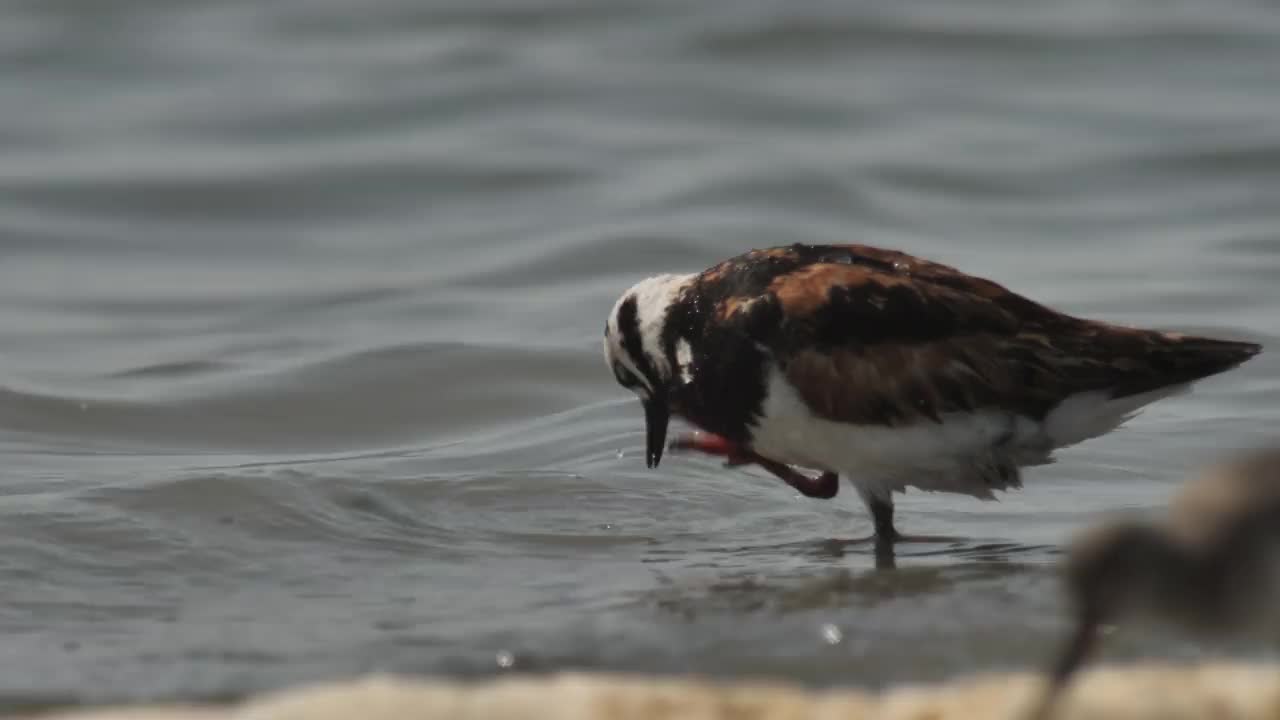 Ruddy turnstone (Arenaria翻译)在俄罗斯卡尔梅基亚视频素材