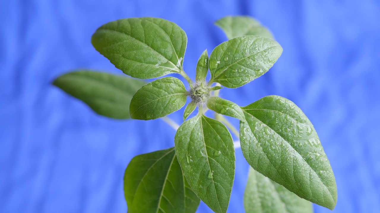 毛茸茸的花蕾。绿色的向日葵花蕾经过晨浇。绿色向日葵叶子上的水滴视频素材