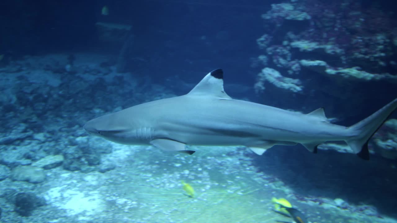 鲨鱼在动物园的水族馆里游泳视频素材