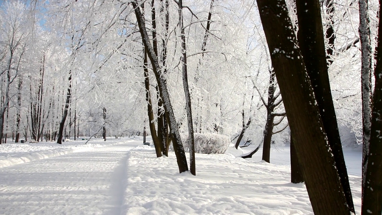 冬天的风景——白雪覆盖的公园里有美丽的树木，覆盖着白霜。视频素材