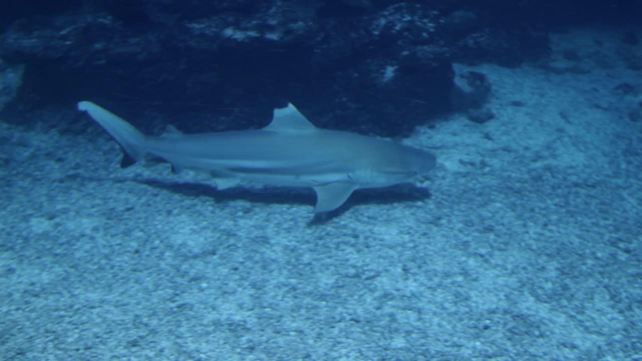 鲨鱼在动物园的水族馆里游泳视频素材