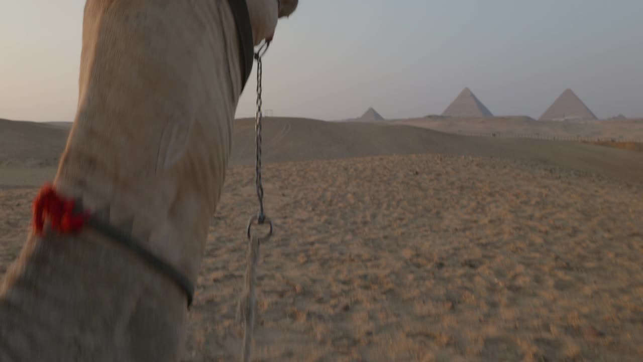 夕阳在沙漠里，骆驼躺在沙滩上。埃及视频素材