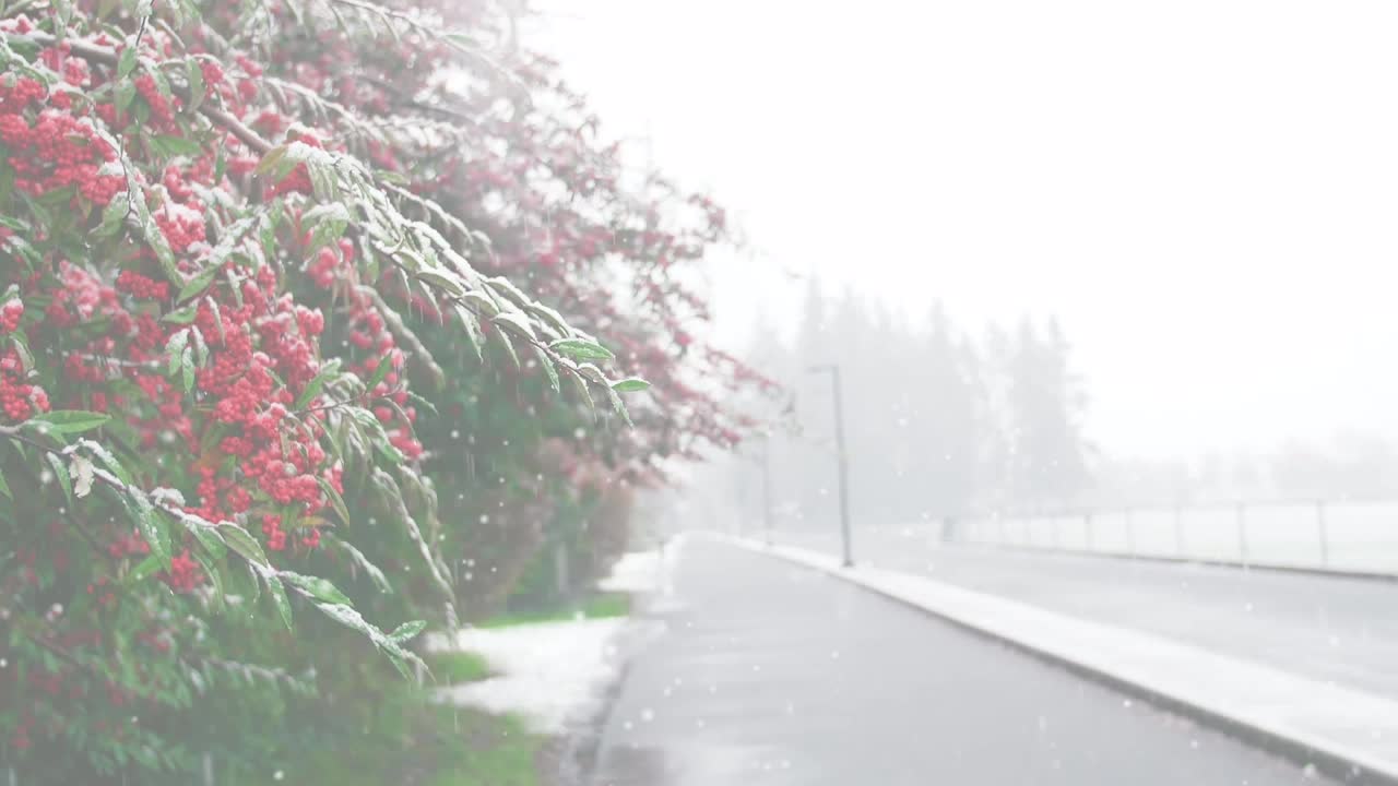 圣诞季节的问候动画在装饰和雪花飘落视频素材