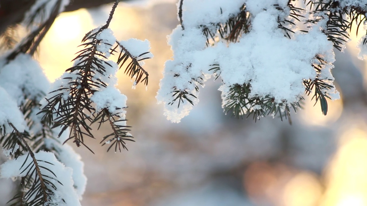 冬季森林——松柏树枝上松软的雪。视频素材