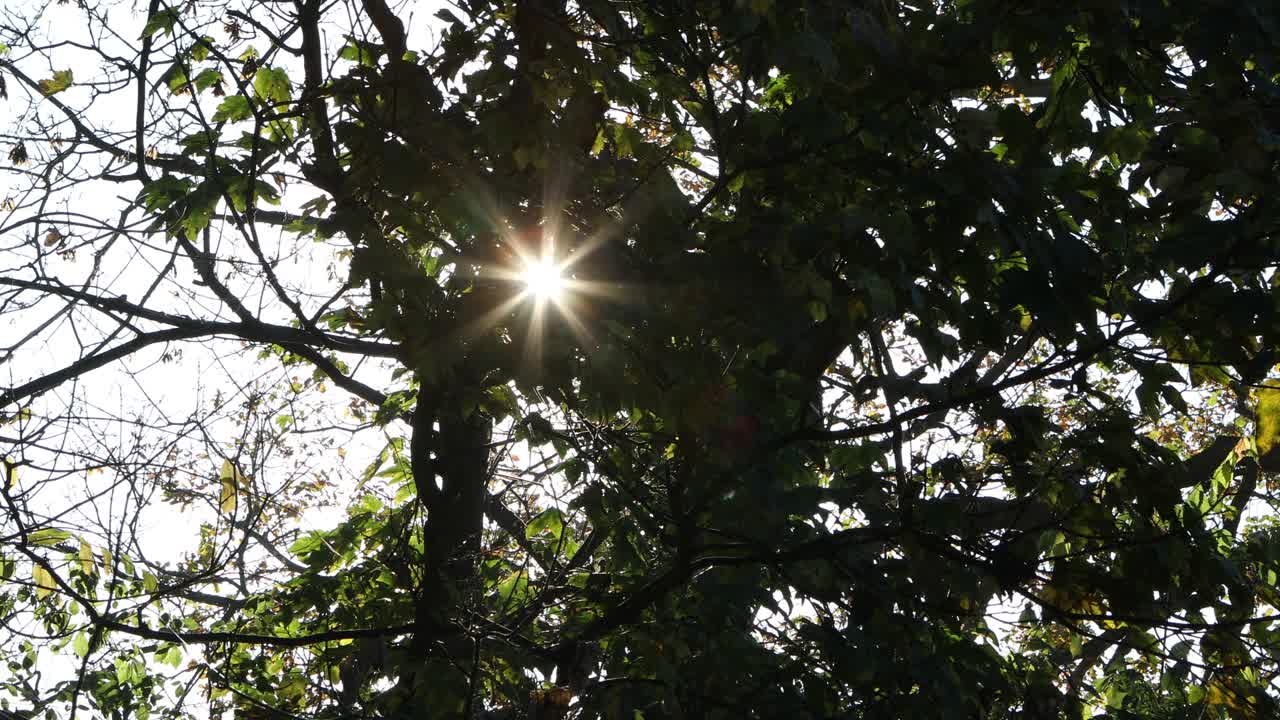 太阳星穿过秋天的树木剪影视频素材