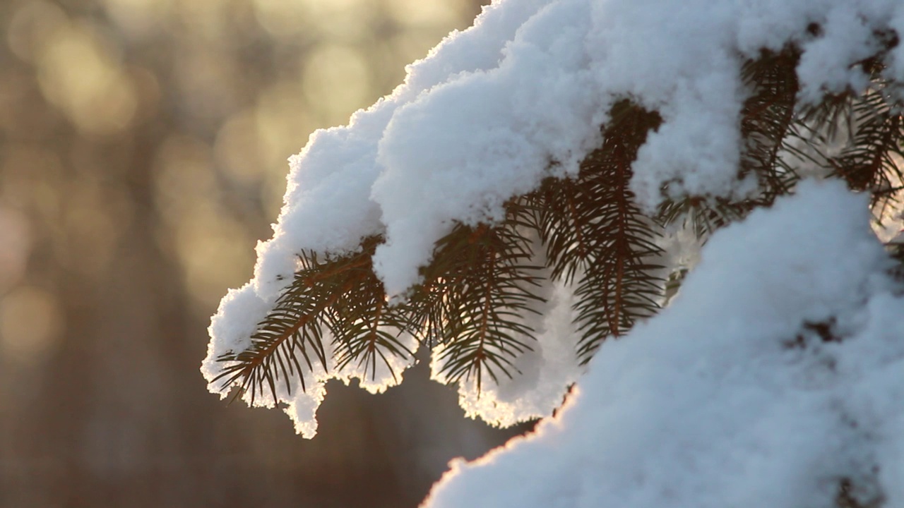 冬季森林——松柏树枝上松软的雪。视频素材