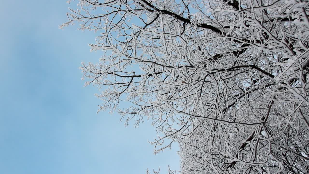 冬季景观一个被白雪覆盖的公园，美丽的树木，覆盖着白霜。视频素材