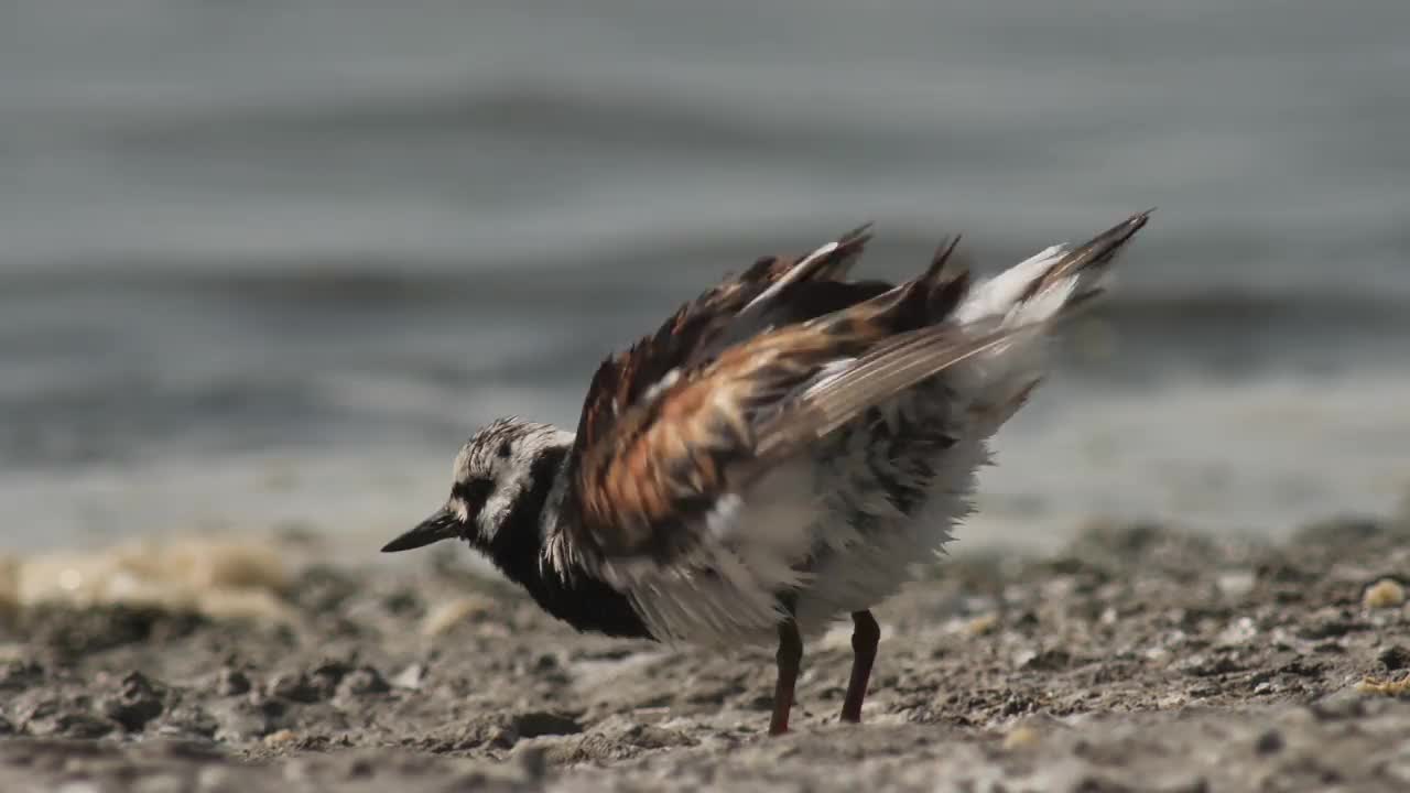 Ruddy turnstone (Arenaria翻译)在俄罗斯卡尔梅基亚视频素材