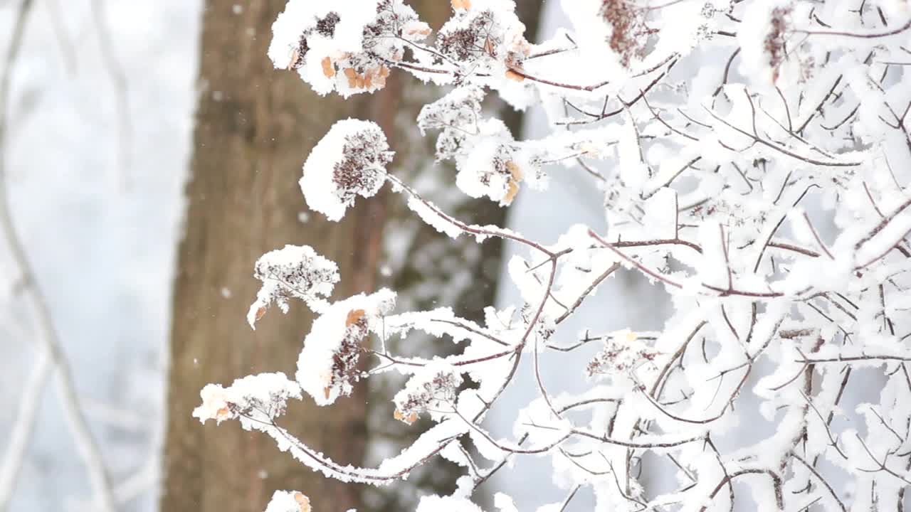 冬天的风景——白雪覆盖的公园里有美丽的树木，覆盖着白霜。视频素材