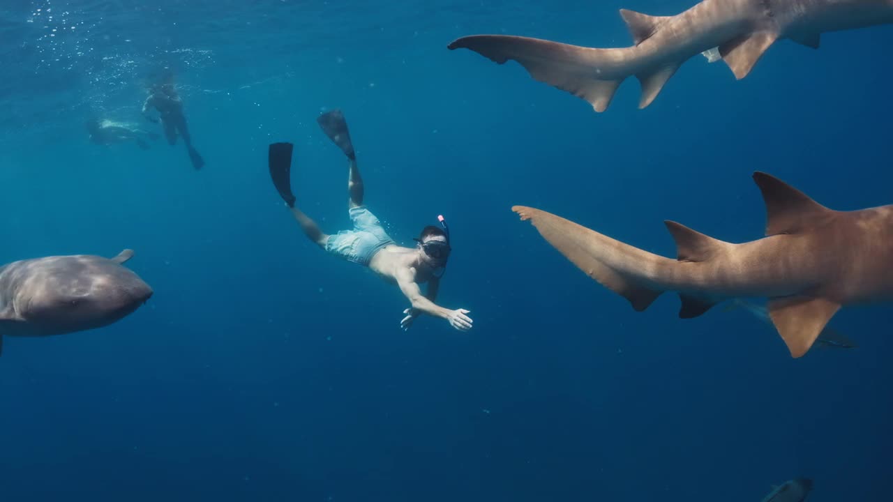 和鲨鱼一起游泳。在热带海域，一名男子与护士鲨(Ginglymostoma cirratum)一起游泳视频素材