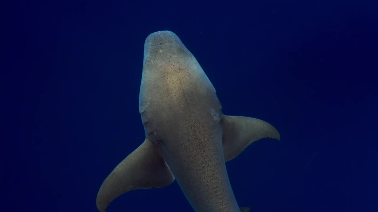 护士鲨。护士鲨(ginlymostoma cirratum)在热带海洋中缓慢游动视频素材