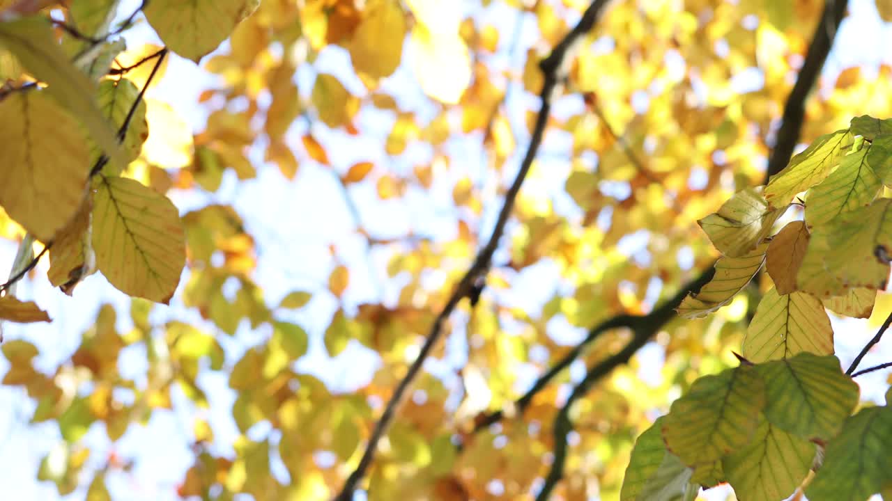 从低角度看秋天的树枝，聚焦在前景上视频素材