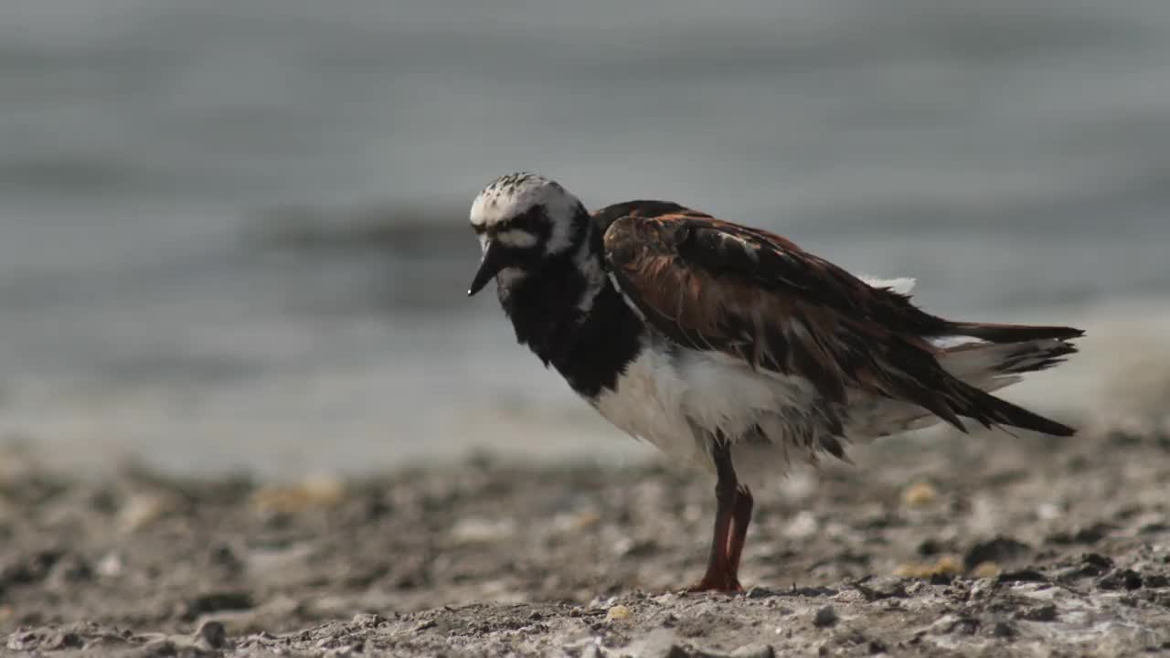 Ruddy turnstone (Arenaria翻译)在俄罗斯卡尔梅基亚视频素材