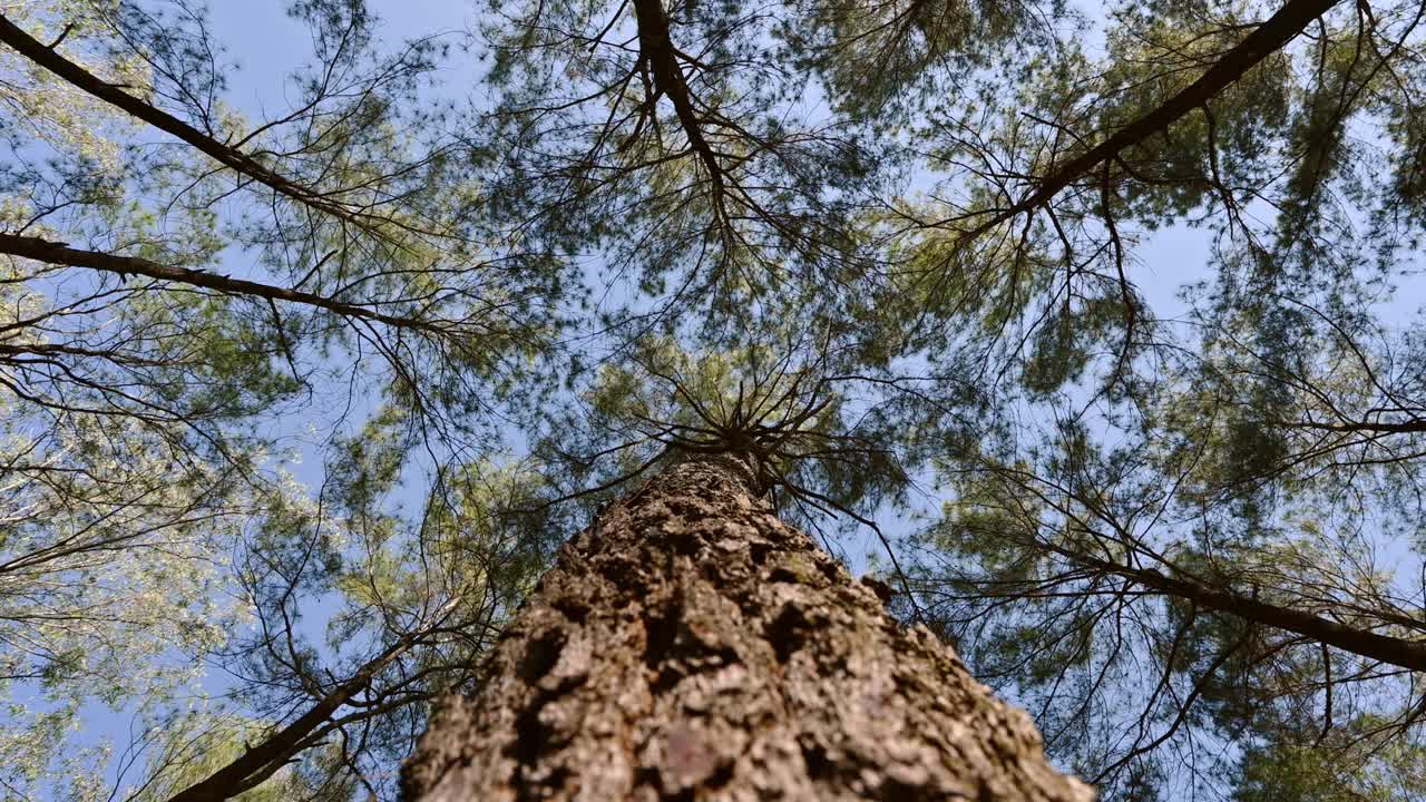 在保护区的森林里仰望蓝天的松树视频素材