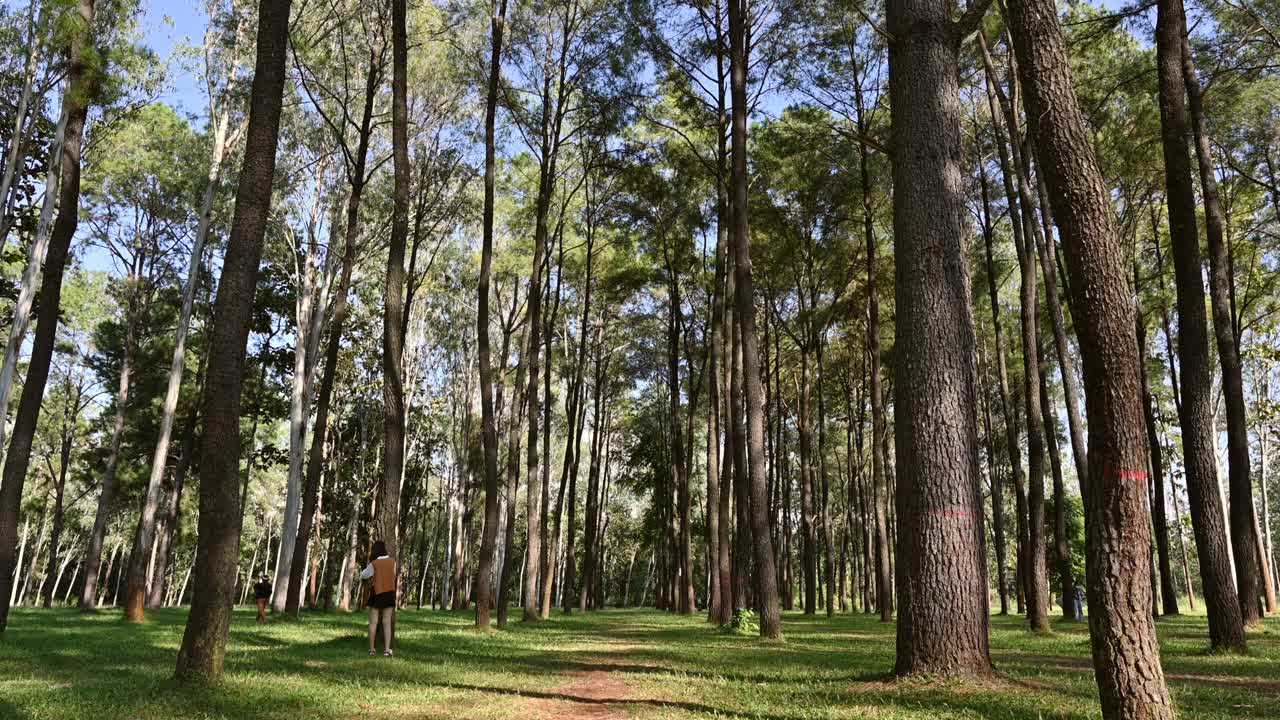 在保护区的森林里仰望蓝天的松树视频素材