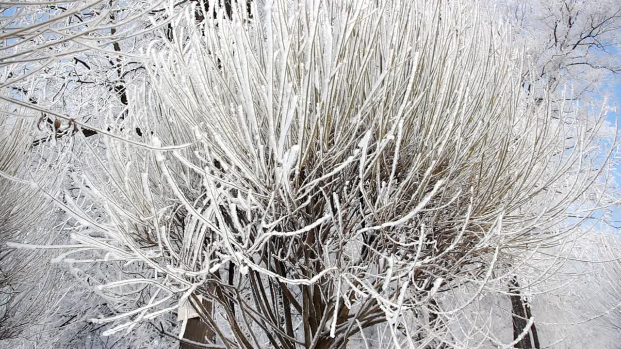 冬季景观一个被白雪覆盖的公园，美丽的树木，覆盖着白霜。视频素材