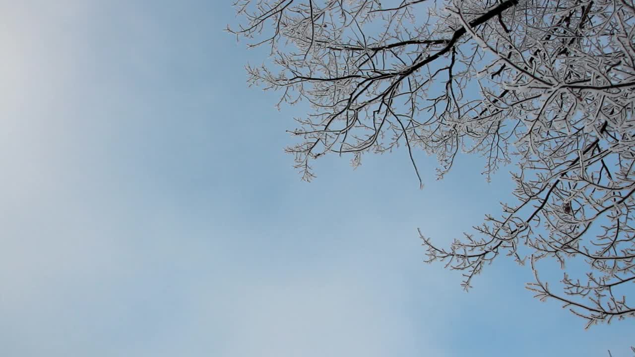 冬季景观一个被白雪覆盖的公园，美丽的树木，覆盖着白霜。视频素材