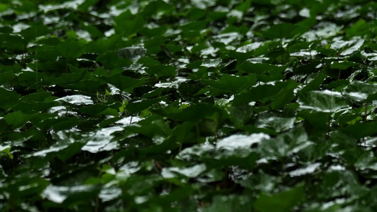 下雨时，绿叶会被淋湿。视频素材