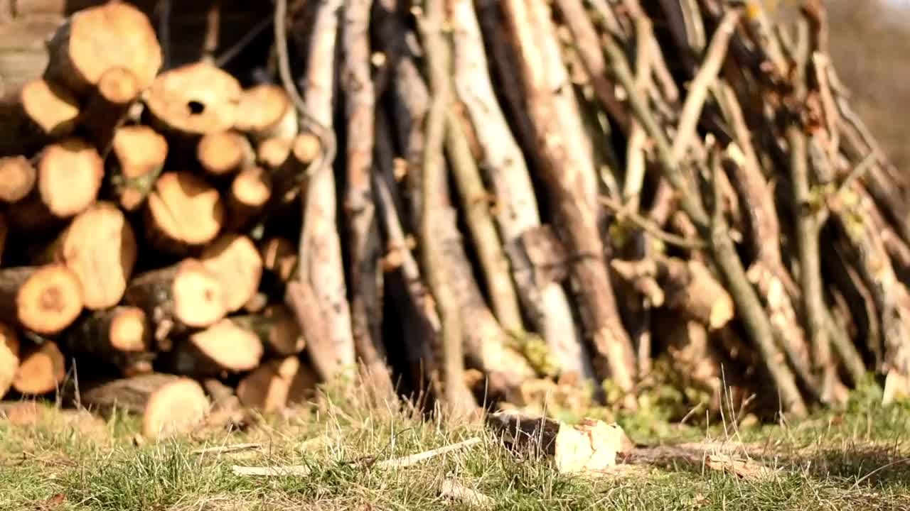 男人切松树视频素材