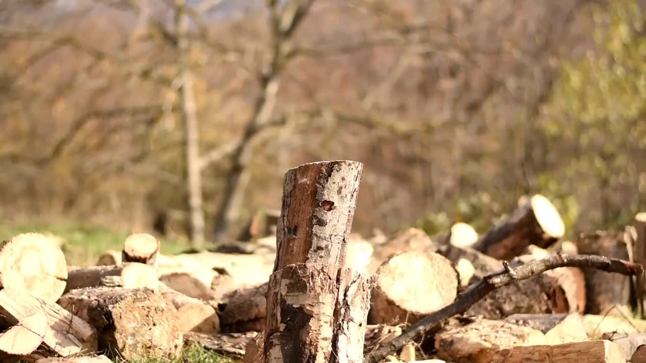 男人切松树视频素材