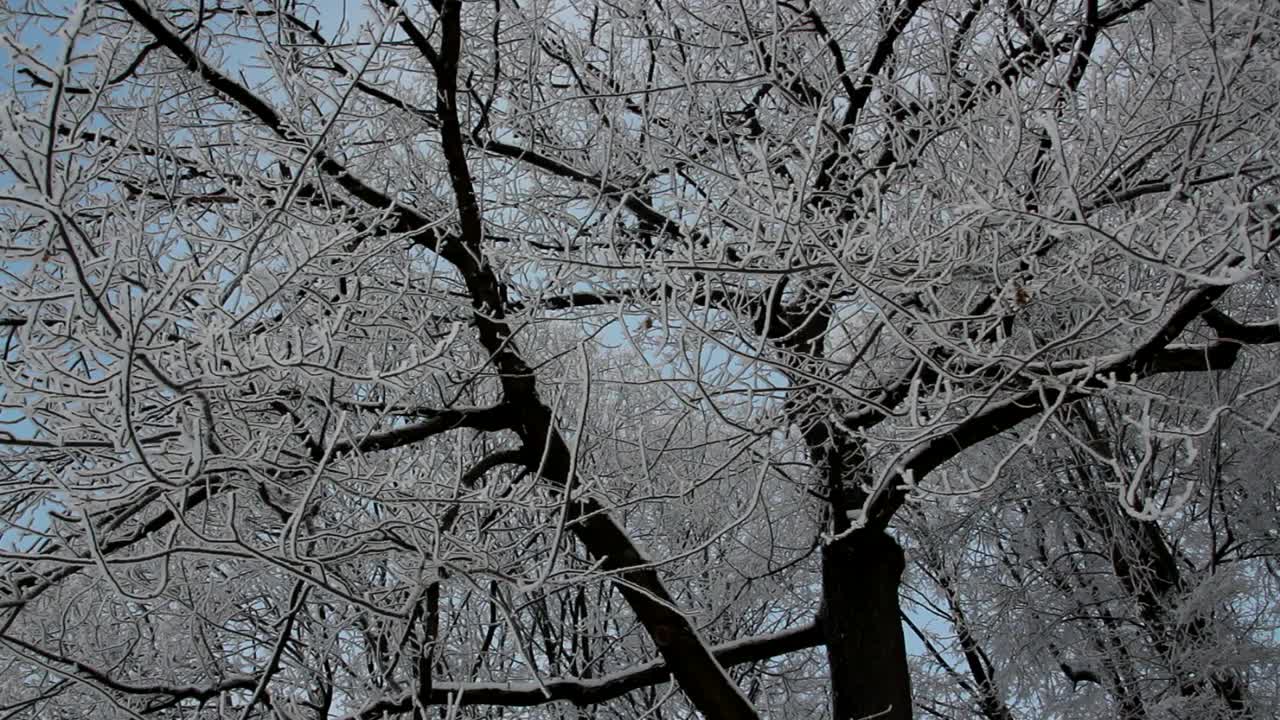 冬季景观一个被白雪覆盖的公园，美丽的树木，覆盖着白霜。视频素材