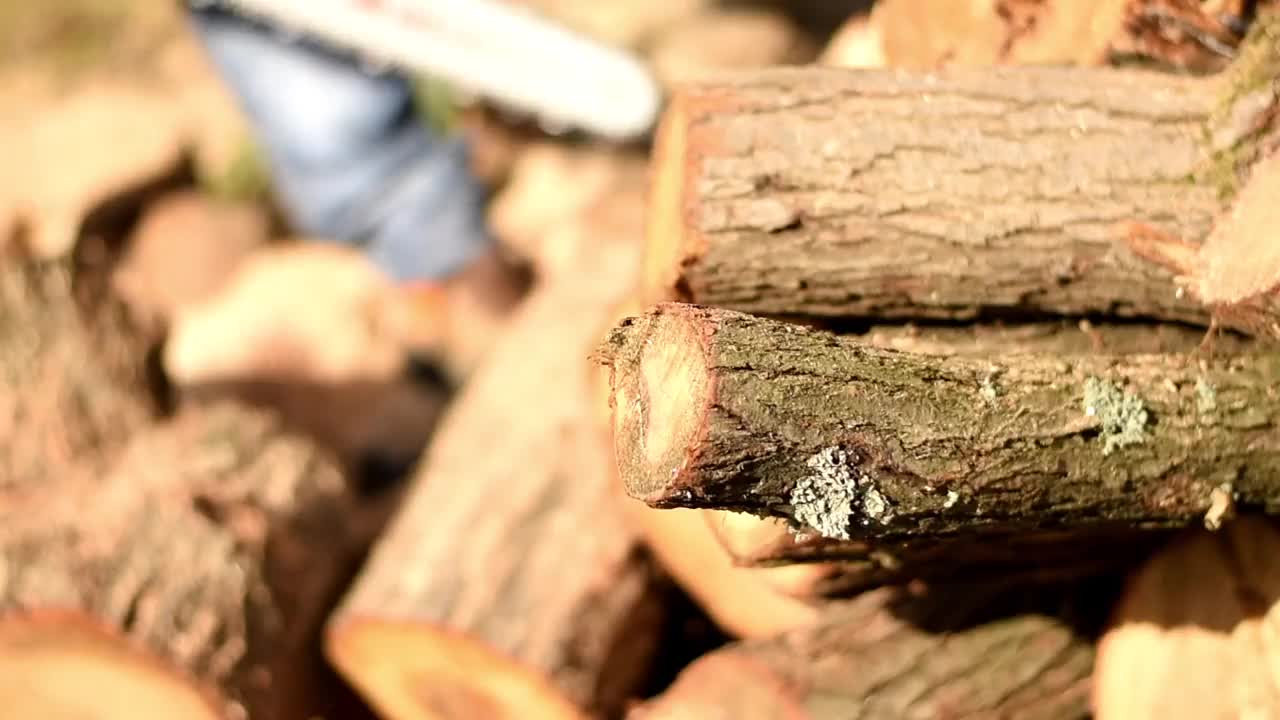 男人切松树视频素材