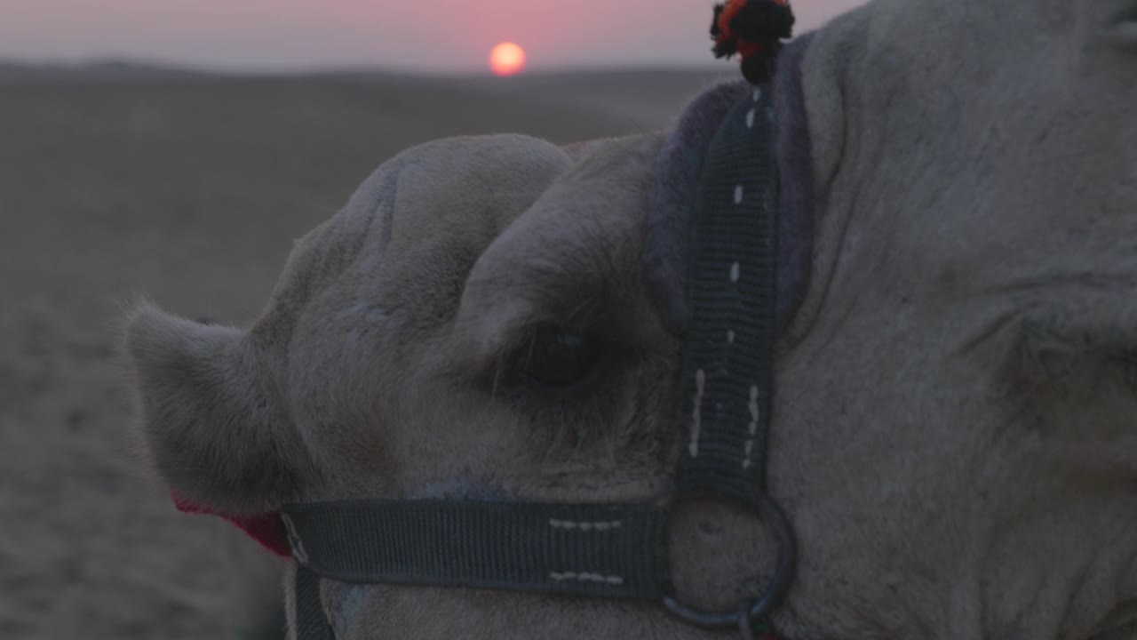 夕阳在沙漠里，骆驼躺在沙滩上。埃及视频素材