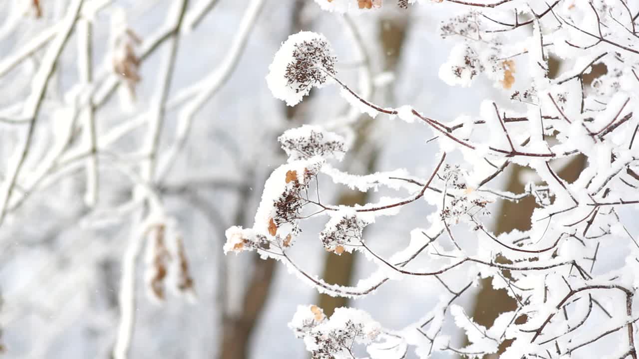 冬季景观一个被白雪覆盖的公园，美丽的树木，覆盖着白霜。视频素材