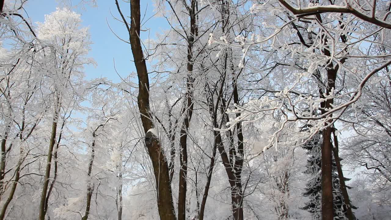 冬季景观-一个被白雪覆盖的公园，美丽的树木，覆盖着白霜。视频素材