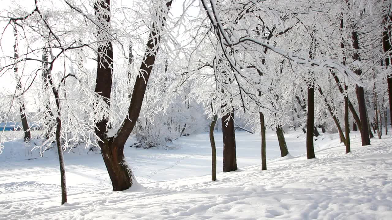 冬季景观-一个被白雪覆盖的公园，美丽的树木，覆盖着白霜。视频素材