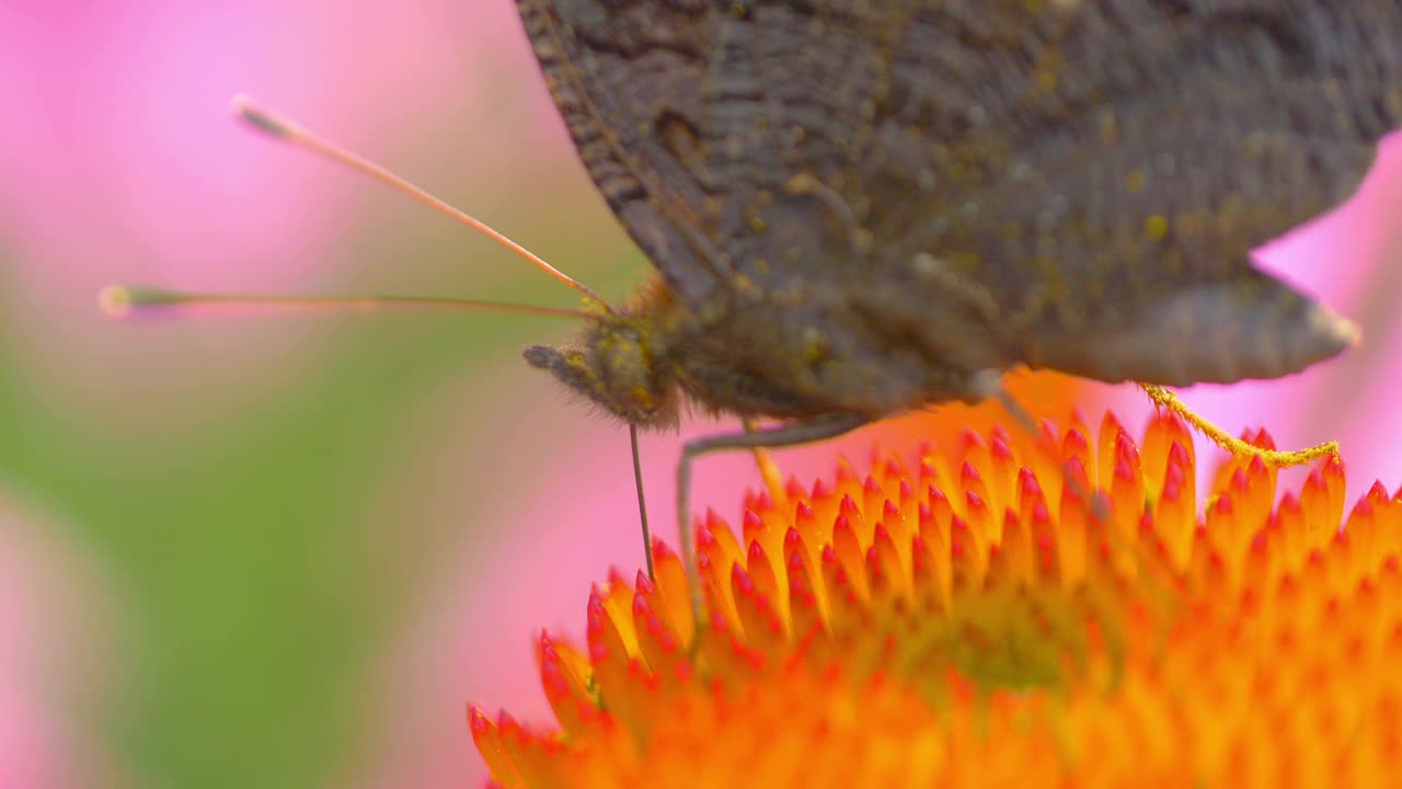 花上的蝴蝶4k慢动作60帧/秒视频素材