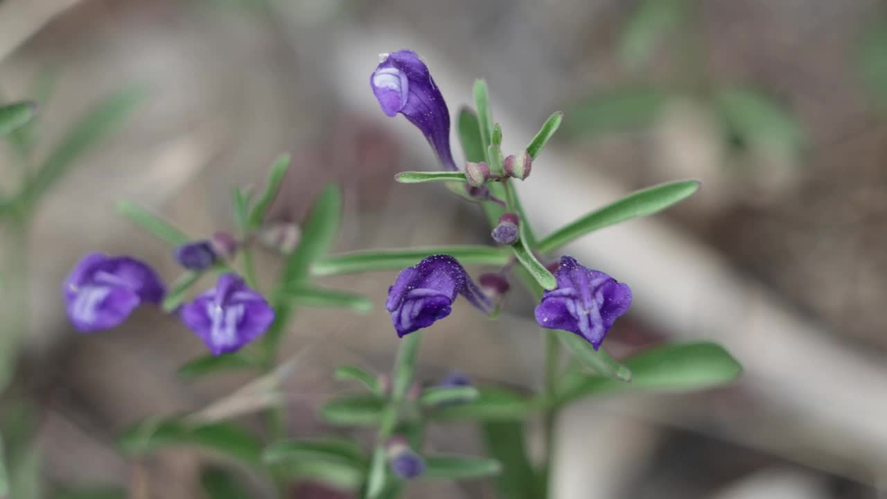 黄芩花-圣贝纳迪诺MTNS - 061721视频素材