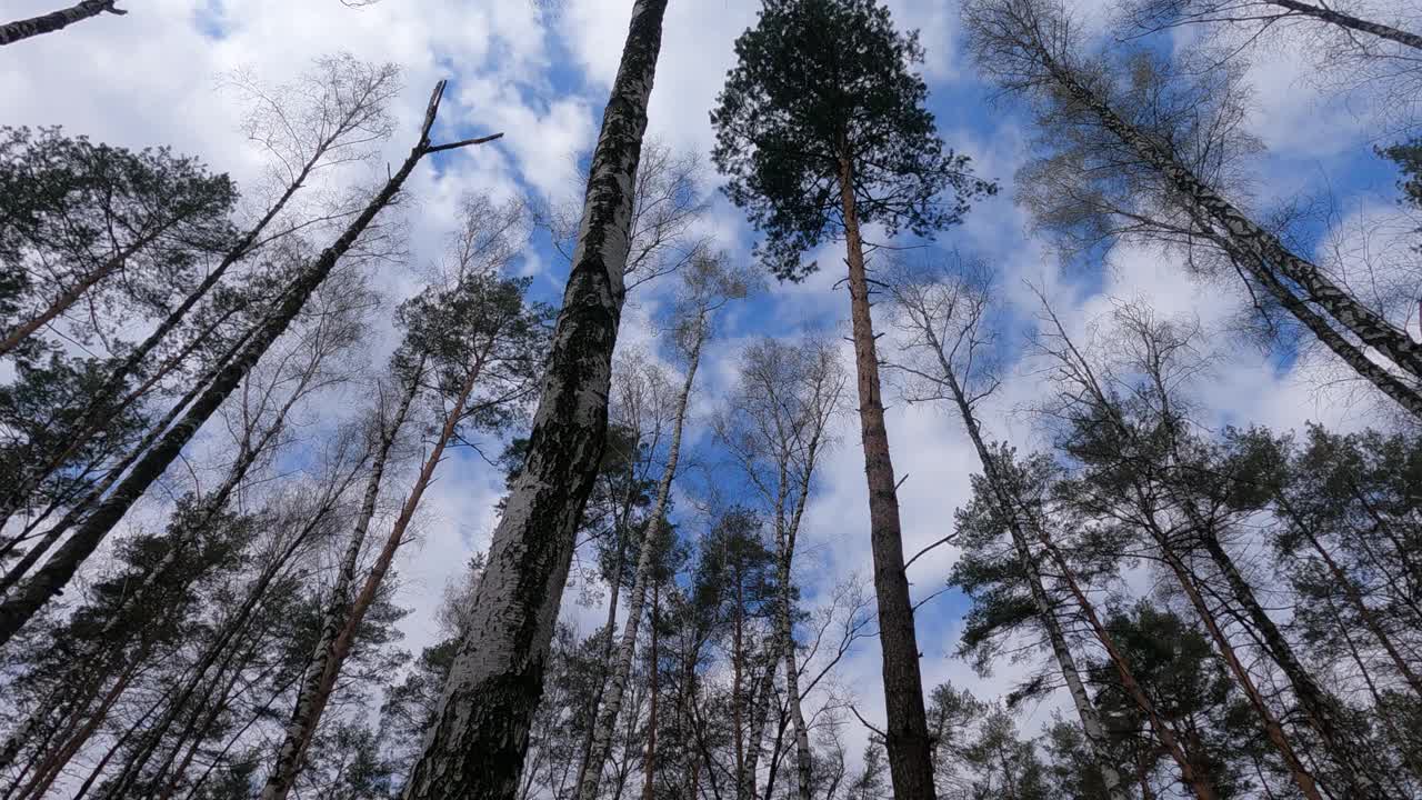 白天桦树林中有许多桦树视频素材