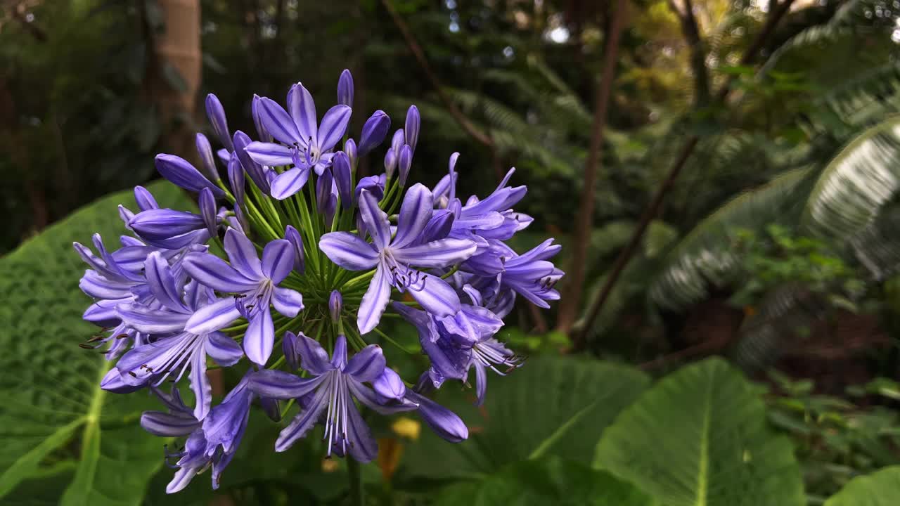 在微风中吹拂的樱花(非洲百合)。视频素材