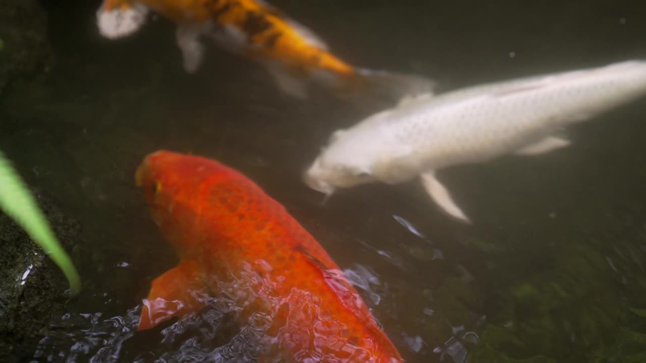 靠近锦鲤视频素材