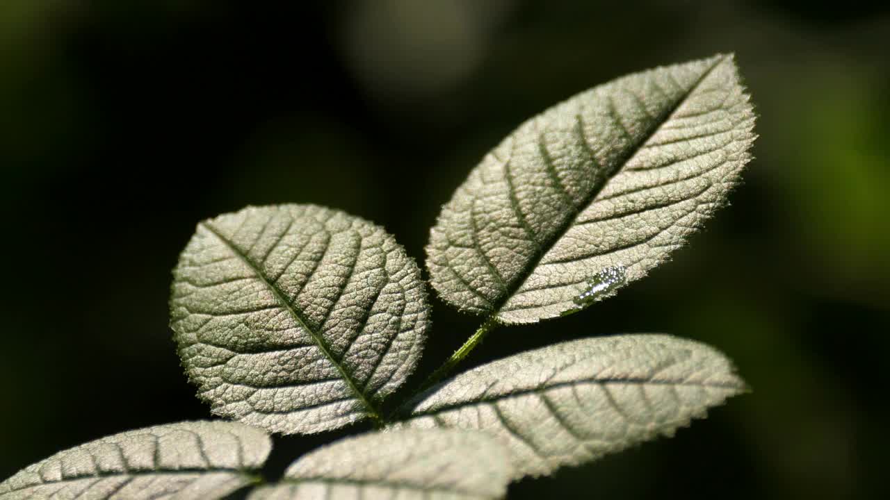 阳光下的绿叶在绿色的背景。视频素材