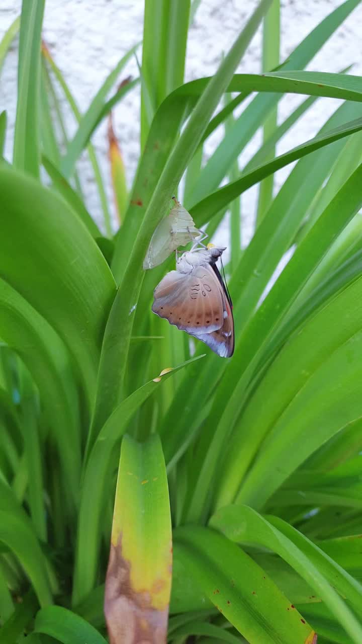 破茧而出的蝴蝶。视频素材