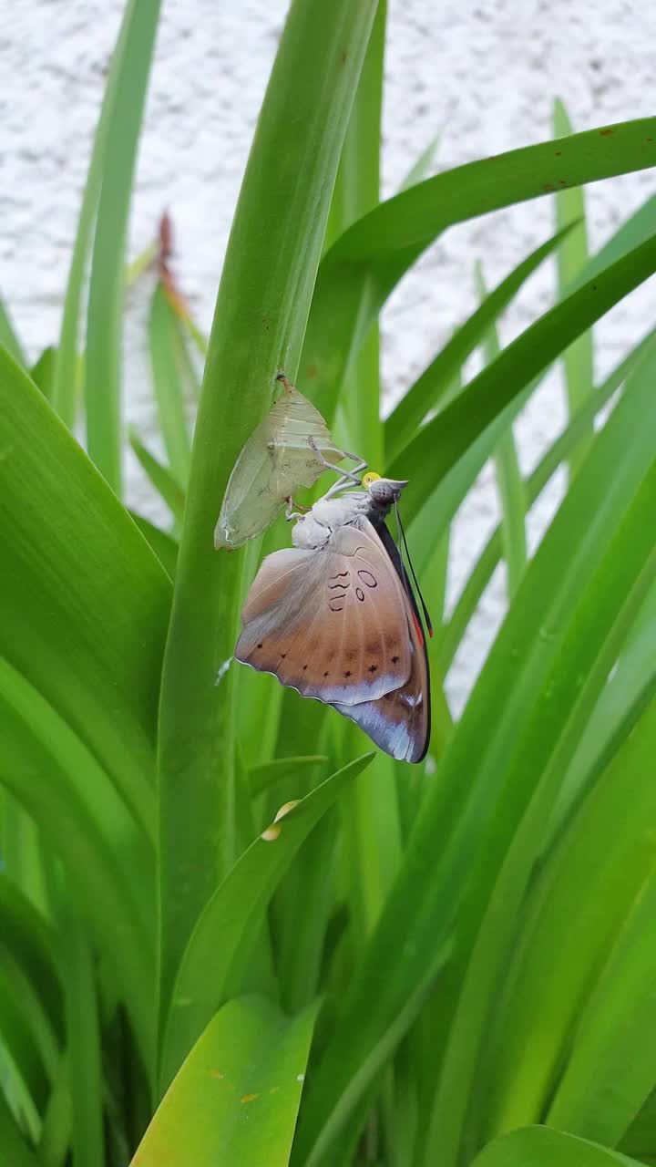 破茧而出的蝴蝶。视频素材