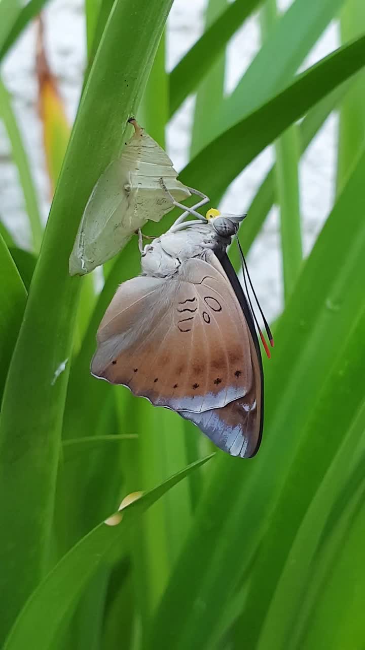 破茧而出的蝴蝶。视频素材