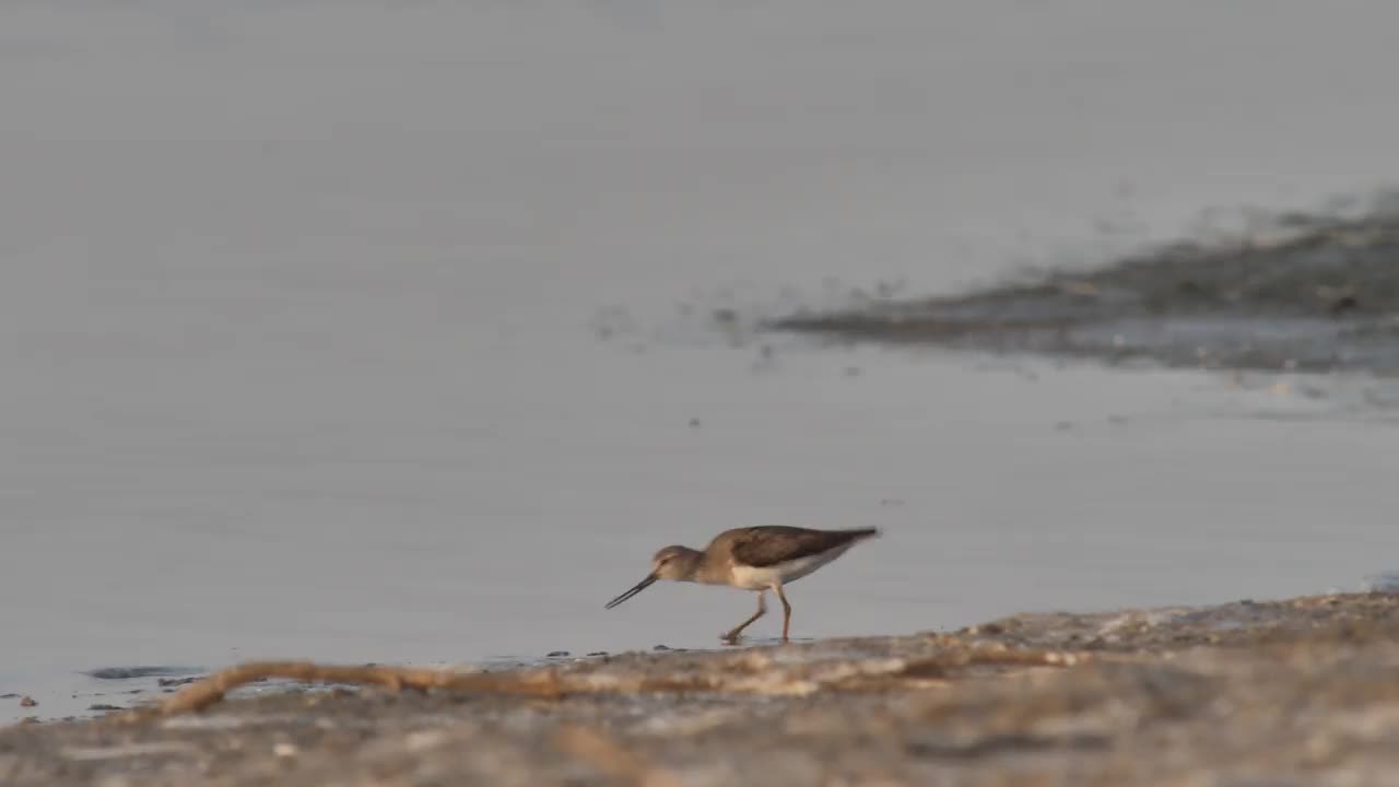 俄罗斯卡尔梅基亚的鹳鹬(Xenus cinereus)视频素材