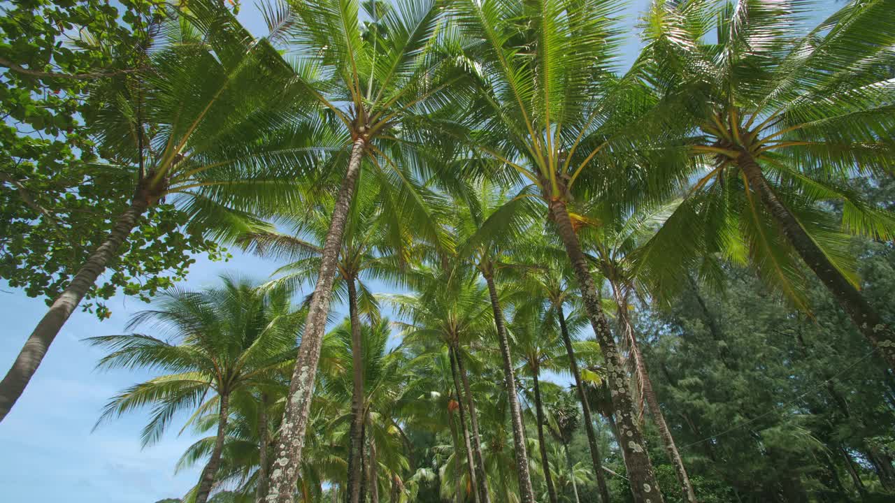 海滩上椰子树的底部视图。以蓝色天空为背景的绿色椰子树。视频素材