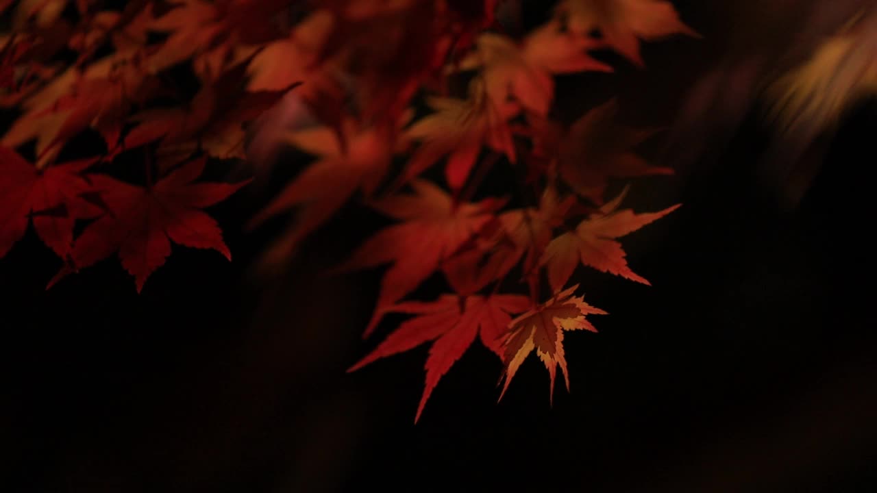 日本秋叶夜景视频素材