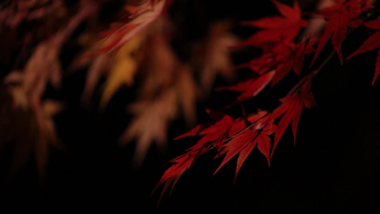 日本秋叶夜景视频素材