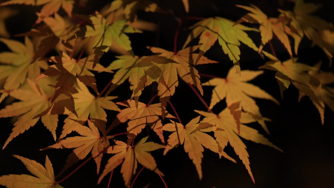 日本秋叶夜景视频素材