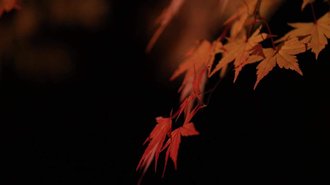 日本秋叶夜景视频素材